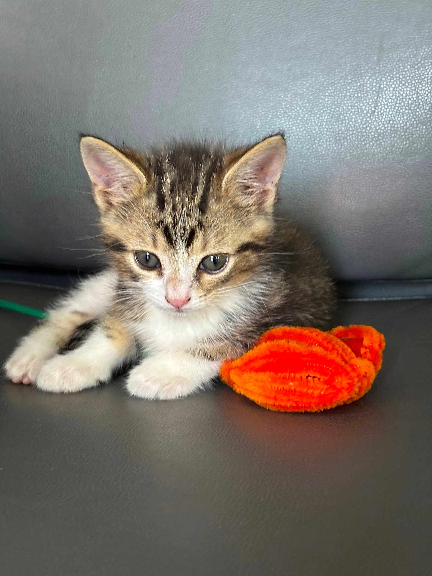 Enzo joined the competition — help win amazing prizes! kitten, cat, pet, animal, furry, cute, small, toy, orange, playful, fur, ears, whiskers, paws, indoor, gray_background, young, resting, closeup, adorable