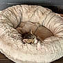 Enzo is registered to the contest to win money with this photo: kitten, cat, sleeping, pet_bed, fluffy, cozy, indoor, wood_floor, feline, resting, cute, small, animal, fur, soft, relaxation, domestic, young, peaceful, comfort