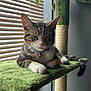 Enzo is registered to the contest to win money with this photo: cat, tabby, pet, animal, feline, relaxed, sleeping, cat_tree, indoor, window_blinds, sunlight, fur, whiskers, paws, collar, bell, tail, green, resting, cozy