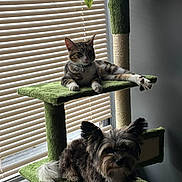 Enzo is registered to the contest to win money with this photo: cat, dog, cat_tree, indoor, window, blinds, furniture, pet, relaxed, tabby_cat, fluffy_dog, daylight, green, resting, animal, companion, cute, domestic, cozy, home