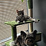 cat, dog, cat_tree, indoor, window, blinds, furniture, pet, relaxed, tabby_cat, fluffy_dog, daylight, green, resting, animal, companion, cute, domestic, cozy, home