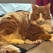 Moe is registered to the contest to win money with this photo: cat, orange_cat, white_cat, fluffy_fur, pet, indoor, quilt, blanket, resting, lying_down, feline, animal, fur, tail, paw, curtain, cozy, calm, portrait, domestic_animal