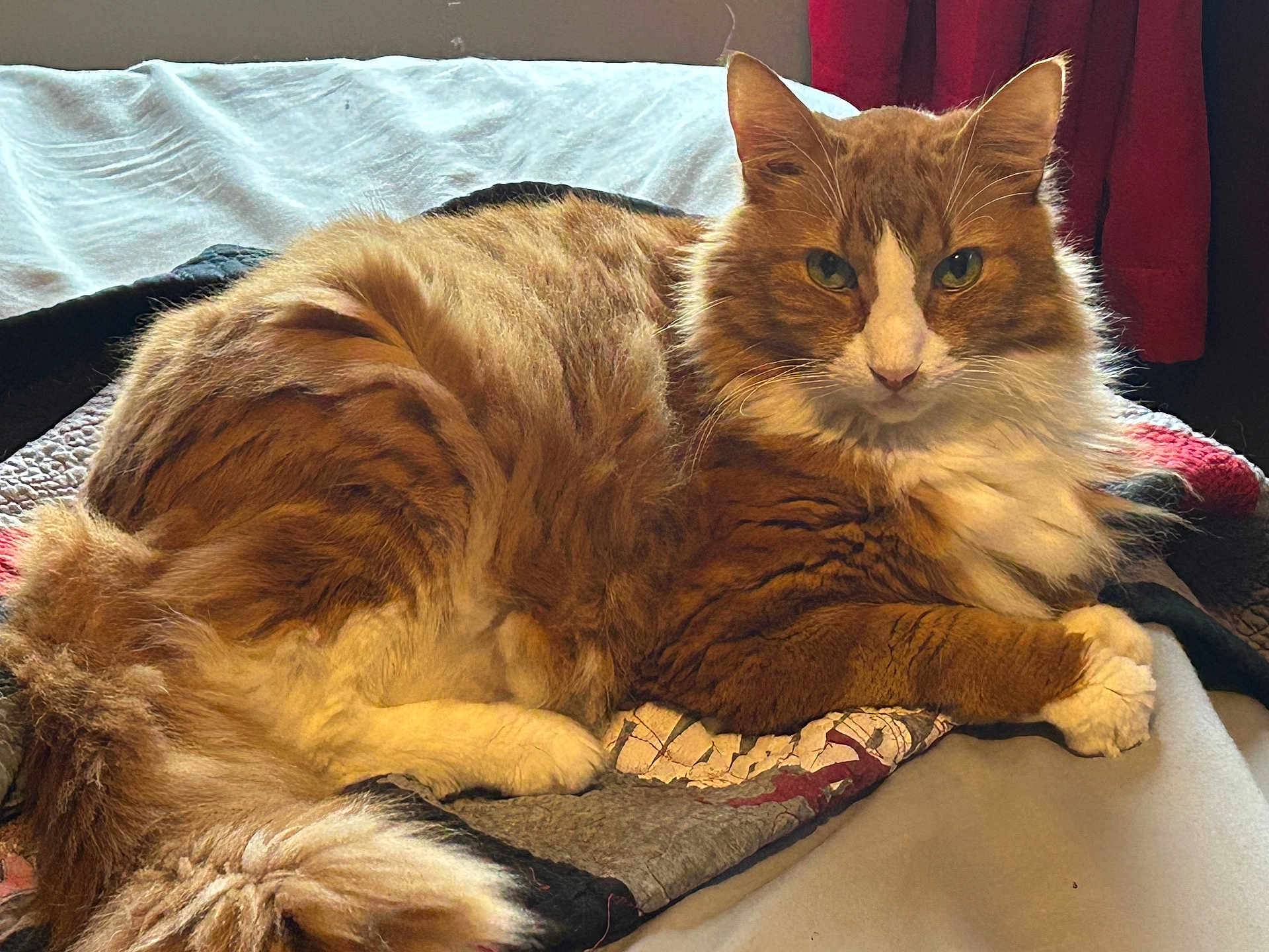 Moe is registered to the contest to win money with this photo: cat, orange_cat, white_cat, fluffy_fur, pet, indoor, quilt, blanket, resting, lying_down, feline, animal, fur, tail, paw, curtain, cozy, calm, portrait, domestic_animal