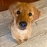 Moose joined the competition — help win amazing prizes! dog, puppy, golden_retriever, pet, animal, cute, looking_up, indoor, wooden_floor, brown, fur, canine, young, adorable, eyes, nose, ears, sitting, portrait, companion