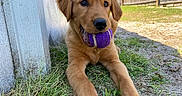 Moose joined the competition — help win amazing prizes! puppy, dog, golden_retriever, grass, tennis_ball, outdoor, pet, animal, playful, cute, young, fur, mouth, ears, nose, sunlight, backyard, fence, relaxed, lying_down