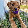 puppy, dog, golden_retriever, grass, tennis_ball, outdoor, pet, animal, playful, cute, young, fur, mouth, ears, nose, sunlight, backyard, fence, relaxed, lying_down