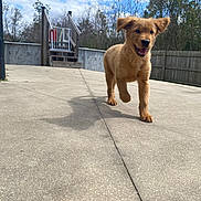Moose is registered to the contest to win money with this photo: puppy, dog, outdoor, concrete, sunny, happy, walking, ear_flap, shadow, fence, wooden_fence, stairs, blue_sky, trees, smiling, pet, animal, daytime, playful, young_dog