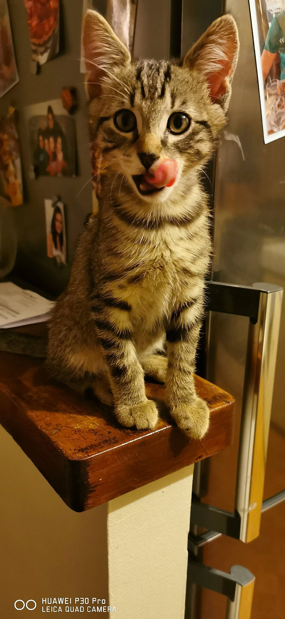 Olaf participe au concours pour gagner de l'argent avec cette photo : american_shorthair, arabian_mau, asian, australian_mist, california_spangled, carnivore, cat, domestic_short_haired_cat, dragon_li, egyptian_mau, european_shorthair, felidae, kitten, mammal, ocicat, small_to_medium_sized_cats, sokoke, tabby_cat, vertebrate, whiskers