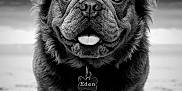 Eden a rejoint le concours — aidez-le/la à gagner de superbes lots ! animal, beach, black_and_white, canine, close_up, collar, cute, dog, ears, friendly, fur, happy, ocean, outdoor, pet, portrait, sand, smiling, tag, tongue_out