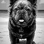 dog, canine, beach, sand, ocean, tongue_out, pet, animal, close_up, portrait, ears, fur, collar, tag, smiling, outdoor, black_and_white, cute, friendly, happy