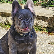 Eden a rejoint le concours — aidez-le/la à gagner de superbes lots ! animal, collar, cute, dog, ears, face, french_bulldog, gray_fur, happy, leafy, nature, outdoor, path, pet, plants, puppy, sitting, stone, sunlight, tongue