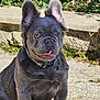 dog, french_bulldog, puppy, pet, animal, outdoor, sunlight, tongue, sitting, collar, gray_fur, ears, face, cute, nature, stone, plants, leafy, path, happy