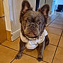 dog, french_bulldog, puppy, indoor, tile_floor, white_shirt, pet, animal, ears, sitting, brown_coat, closeup, cute, companion, looking, floor, home, pet_collar, adorable, canine