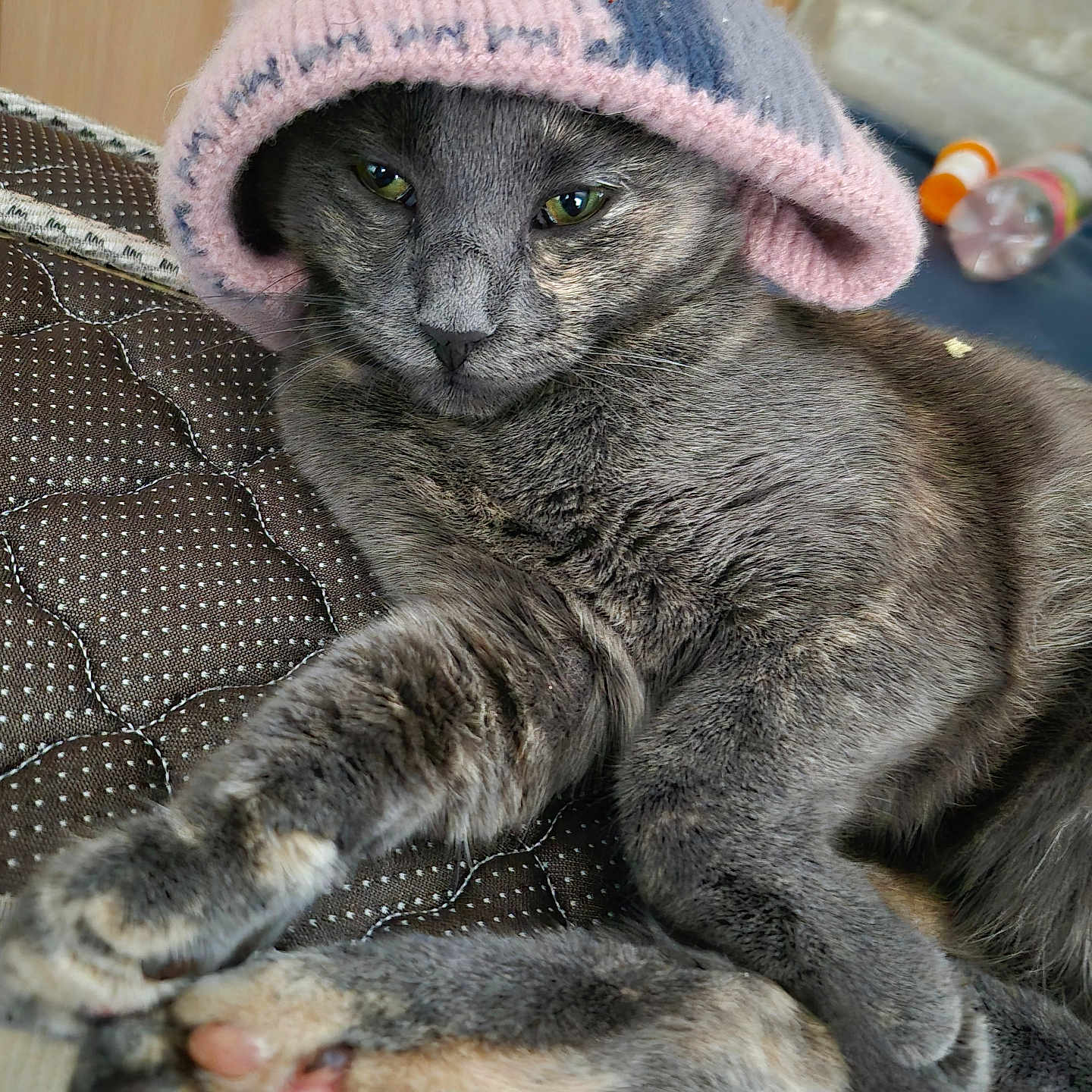 Pearl is registered to the contest to win money with this photo: animal, blue, cat, close_up, cozy, cute, domestic_cat, feline, fur, gray_cat, hat, indoors, knit_hat, paw, pet, pink, portrait, quilted_surface, relaxed, resting