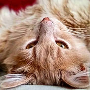 Azul participe au concours pour gagner de l'argent avec cette photo : cat, fluffy, close_up, lying_down, upside_down, fur, whiskers, ears, eyes, pet, animal, cute, domestic_animal, relaxed, indoors, soft, cozy, orange_cat, portrait, feline
