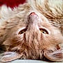 cat, fluffy, close_up, lying_down, upside_down, fur, whiskers, ears, eyes, pet, animal, cute, domestic_animal, relaxed, indoors, soft, cozy, orange_cat, portrait, feline