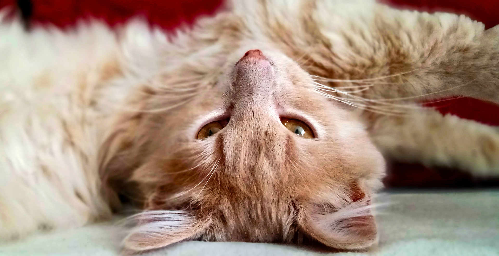 Azul participe au concours pour gagner de l'argent avec cette photo : cat, fluffy, close_up, lying_down, upside_down, fur, whiskers, ears, eyes, pet, animal, cute, domestic_animal, relaxed, indoors, soft, cozy, orange_cat, portrait, feline