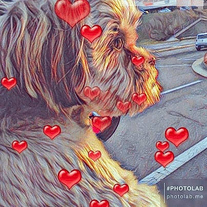 Covie is registered to the contest to win money with this photo: art, asphalt, car, carmine, chinese_new_year, costume, dress, event, fashion_accessory, feather, fur, happy, holiday, pattern, plant, red, tail, toy, tradition, tree