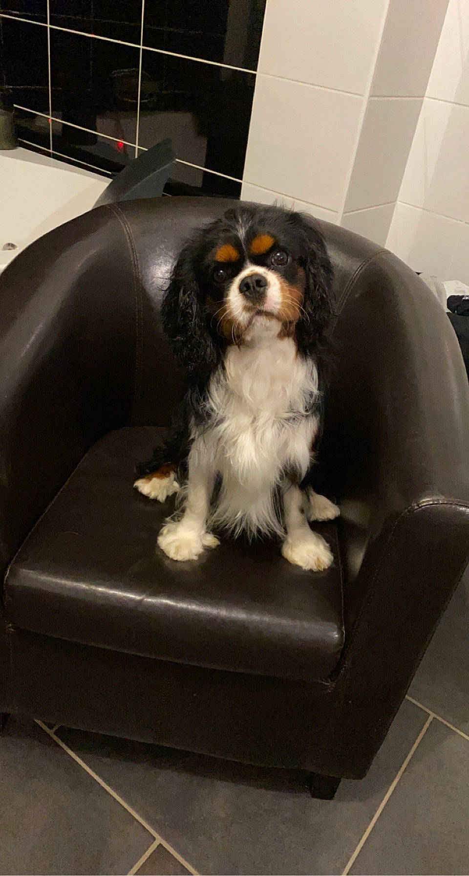 Sven a rejoint le concours — aidez-le/la à gagner de superbes lots ! canidae, carnivore, cavalier_king_charles_spaniel, chair, comfort, companion_dog, dog, dog_breed, flooring, fur, king_charles_spaniel, snout, sporting_group, toy_dog, working_animal, working_dog