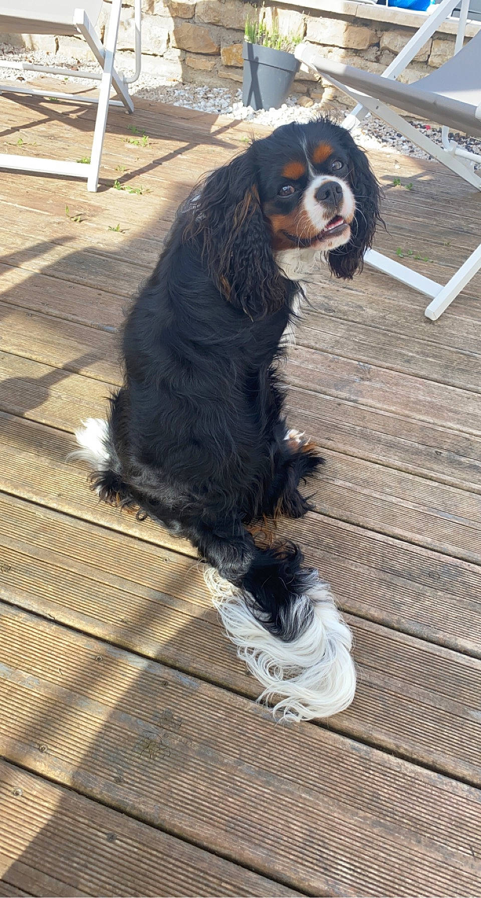 Sven a rejoint le concours — aidez-le/la à gagner de superbes lots ! canidae, carnivore, cavalier_king_charles_spaniel, cocker_spaniel, companion_dog, dog, dog_breed, dog_supply, flooring, fur, hardwood, king_charles_spaniel, snout, spaniel, sporting_group, tail, wood, working_animal, working_dog