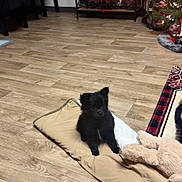 Yuki participe au concours pour gagner de l'argent avec cette photo : puppy, dog, black_dog, pet, floor, wooden_floor, cushion, plush_toy, christmas_tree, holiday_decor, festive, indoor, small_dog, toy, decorations, furniture, blanket, cozy, cute, animal