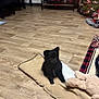 puppy, dog, black_dog, pet, floor, wooden_floor, cushion, plush_toy, christmas_tree, holiday_decor, festive, indoor, small_dog, toy, decorations, furniture, blanket, cozy, cute, animal