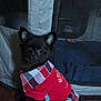 Yuki a rejoint le concours — aidez-le/la à gagner de superbes lots ! puppy, dog, black_dog, clothing, red_shirt, plaid, indoor, pet, mesh_enclosure, pee_pad, floor, cute, small_dog, sitting, fur, ears, eyes, animal, domestic_animal, pet_clothing