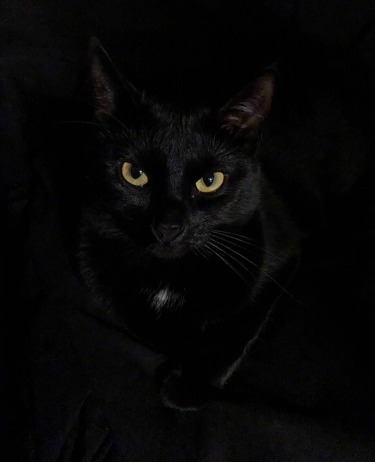 Kittie joined the competition — help win amazing prizes! black_cat, bombay, carnivore, cat, darkness, domestic_short_haired_cat, felidae, fur, grey, monochrome, monochrome_photography, small_to_medium_sized_cats, terrestrial_animal, whiskers