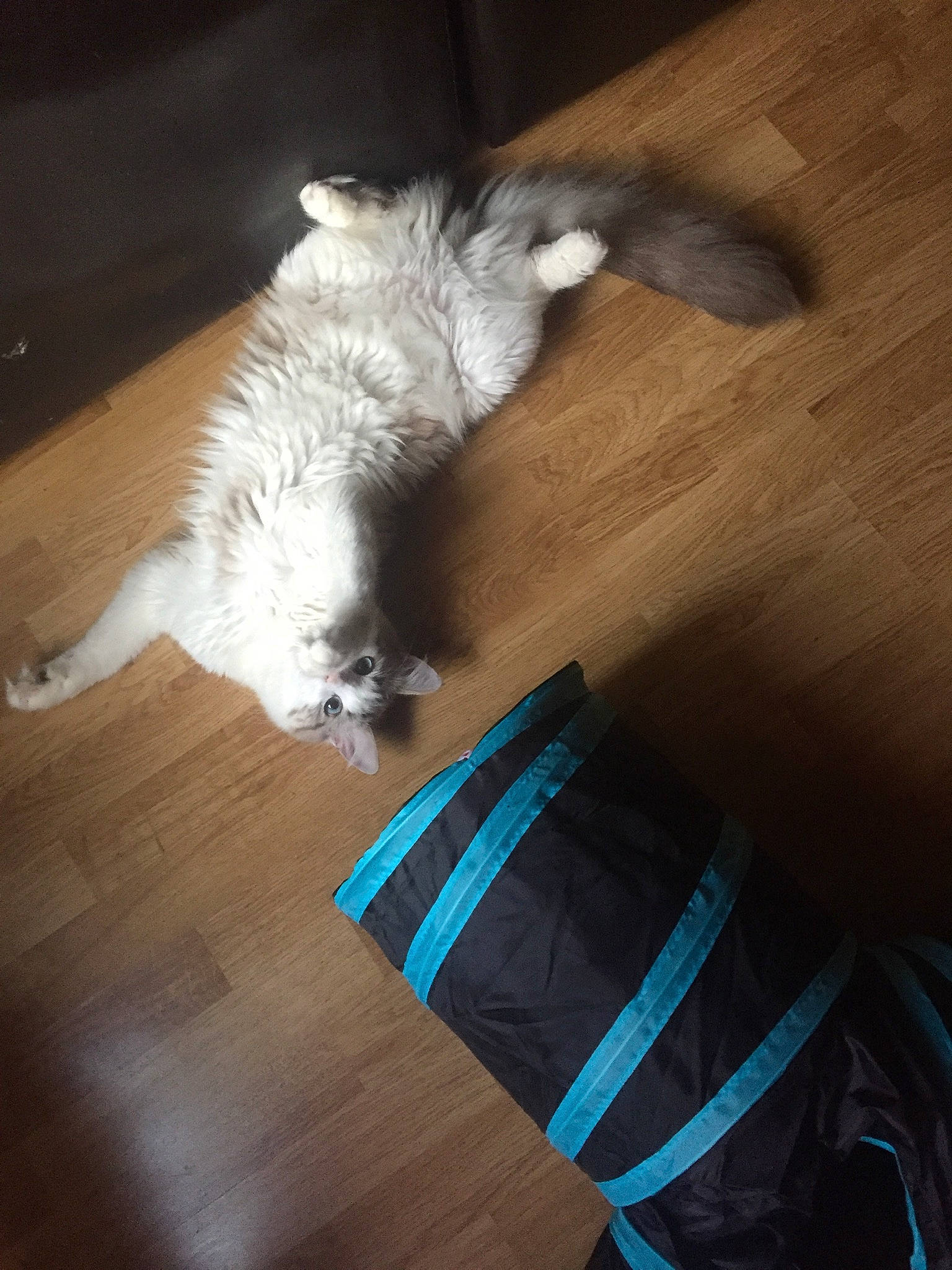 Théodore a rejoint le concours — aidez-le/la à gagner de superbes lots ! carnivore, cat, comfort, companion_dog, dog_breed, fawn, felidae, floor, flooring, fur, hardwood, laminate_flooring, paw, small_to_medium_sized_cats, tail, toy_dog, whiskers, wood, wood_flooring, wood_stain