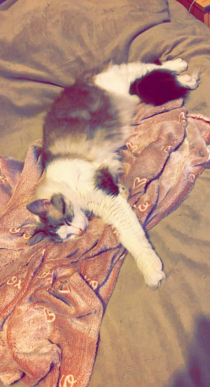 Théodore a rejoint le concours — aidez-le/la à gagner de superbes lots ! carnivore, cat, comfort, companion_dog, dog_breed, domestic_short_haired_cat, fawn, felidae, foot, fur, mammal, paw, plant, small_to_medium_sized_cats, snout, tail, textile, vertebrate, whiskers, wood