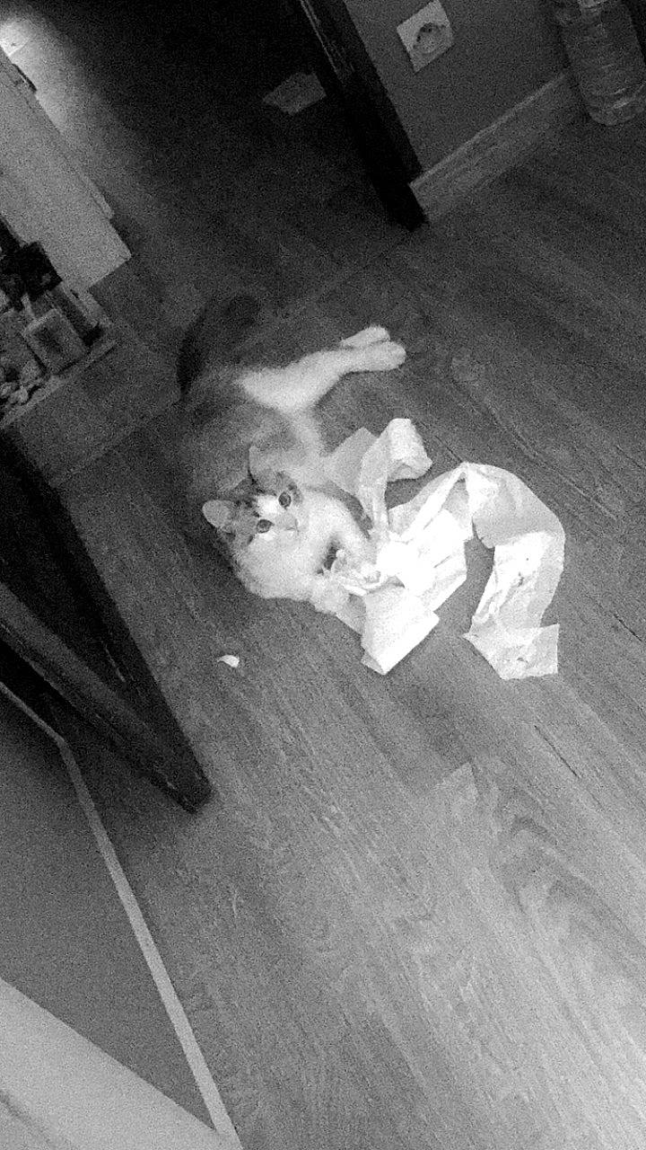 Théodore a rejoint le concours — aidez-le/la à gagner de superbes lots ! black, black_and_white, canidae, carnivore, comfort, companion_dog, felidae, flash_photography, floor, flooring, grey, hardwood, human_leg, monochrome, monochrome_photography, sporting_group, style, tail, tints_and_shades, wood