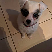 Axelle participe au concours pour gagner de l'argent avec cette photo : puppy, dog, white, black_patches, small, indoor, tile_floor, pet, collar, cute, animal, looking_up, shadow, floor, young, domestic_animal, fur, ears, sitting, companion