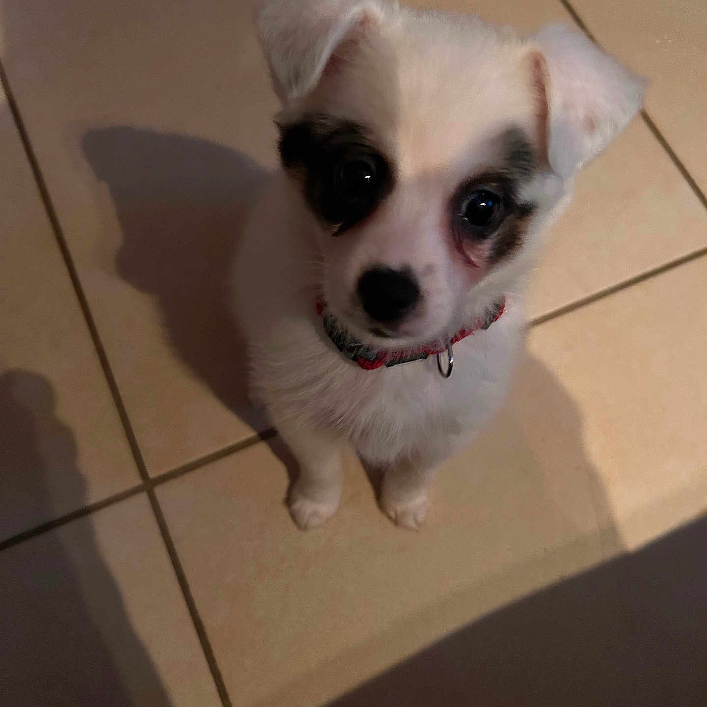 Axelle participe au concours pour gagner de l'argent avec cette photo : animal, black_patches, collar, companion, cute, dog, domestic_animal, ears, floor, fur, indoor, looking_up, pet, puppy, shadow, sitting, small, tile_floor, white, young