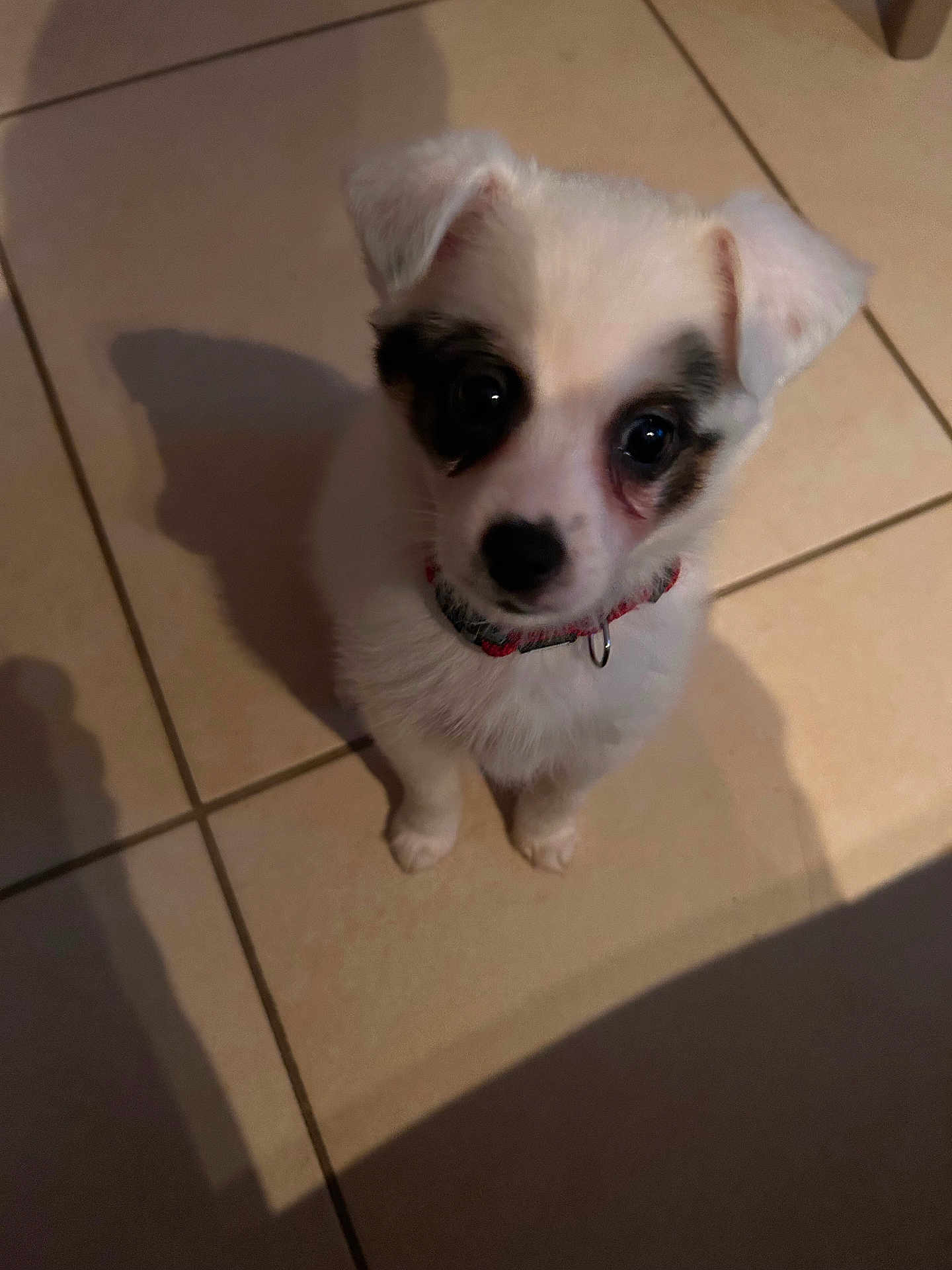 Axelle participe au concours pour gagner de l'argent avec cette photo : puppy, dog, white, black_patches, small, indoor, tile_floor, pet, collar, cute, animal, looking_up, shadow, floor, young, domestic_animal, fur, ears, sitting, companion