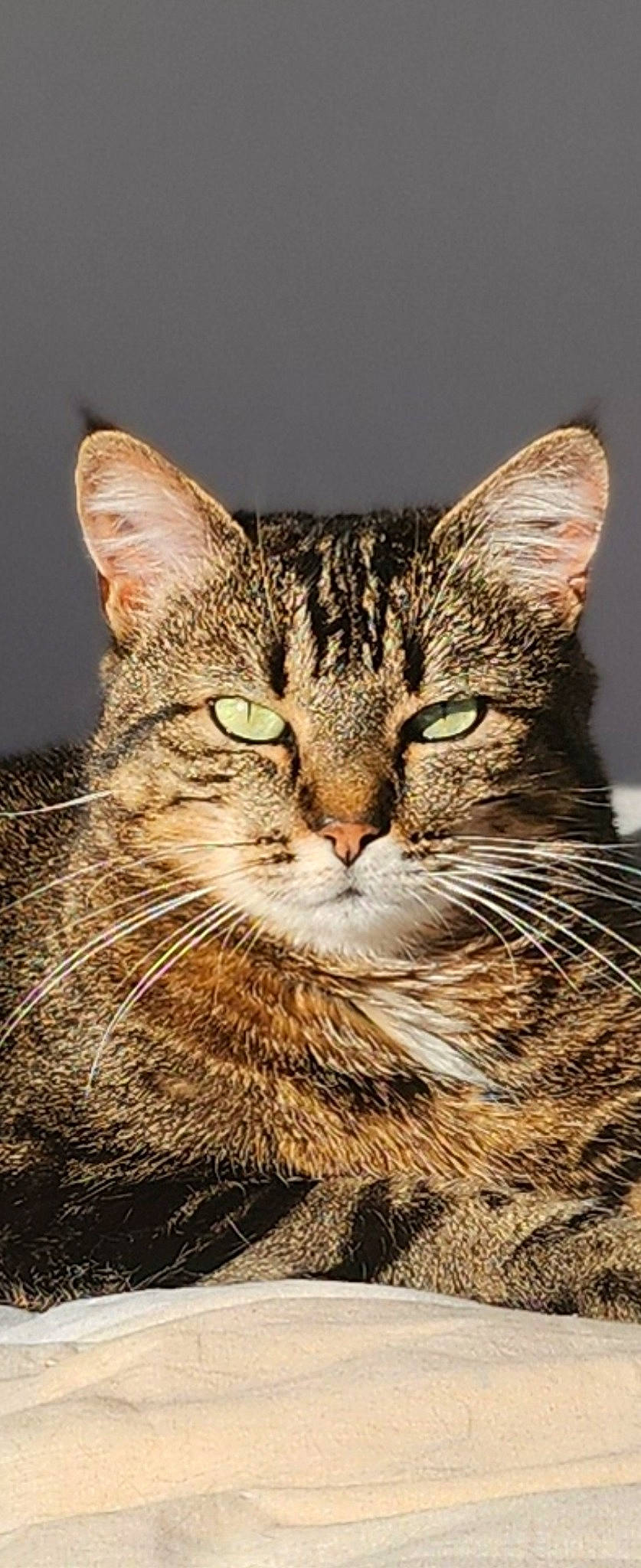 Nina a rejoint le concours — aidez-le/la à gagner de superbes lots ! carnivore, cat, close_up, domestic_short_haired_cat, felidae, fur, grass, small_to_medium_sized_cats, snout, terrestrial_animal, tree, whiskers, wildlife