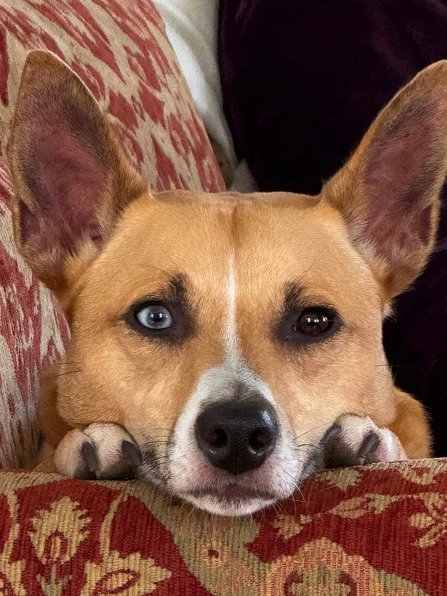 Pia is registered to the contest to win money with this photo: dog, pet, couch, paw, face, heterochromia, brown, blue_eye, close_up, indoor, resting, cute, ears, snout, fur, animal, cozy, portrait, looking, expression
