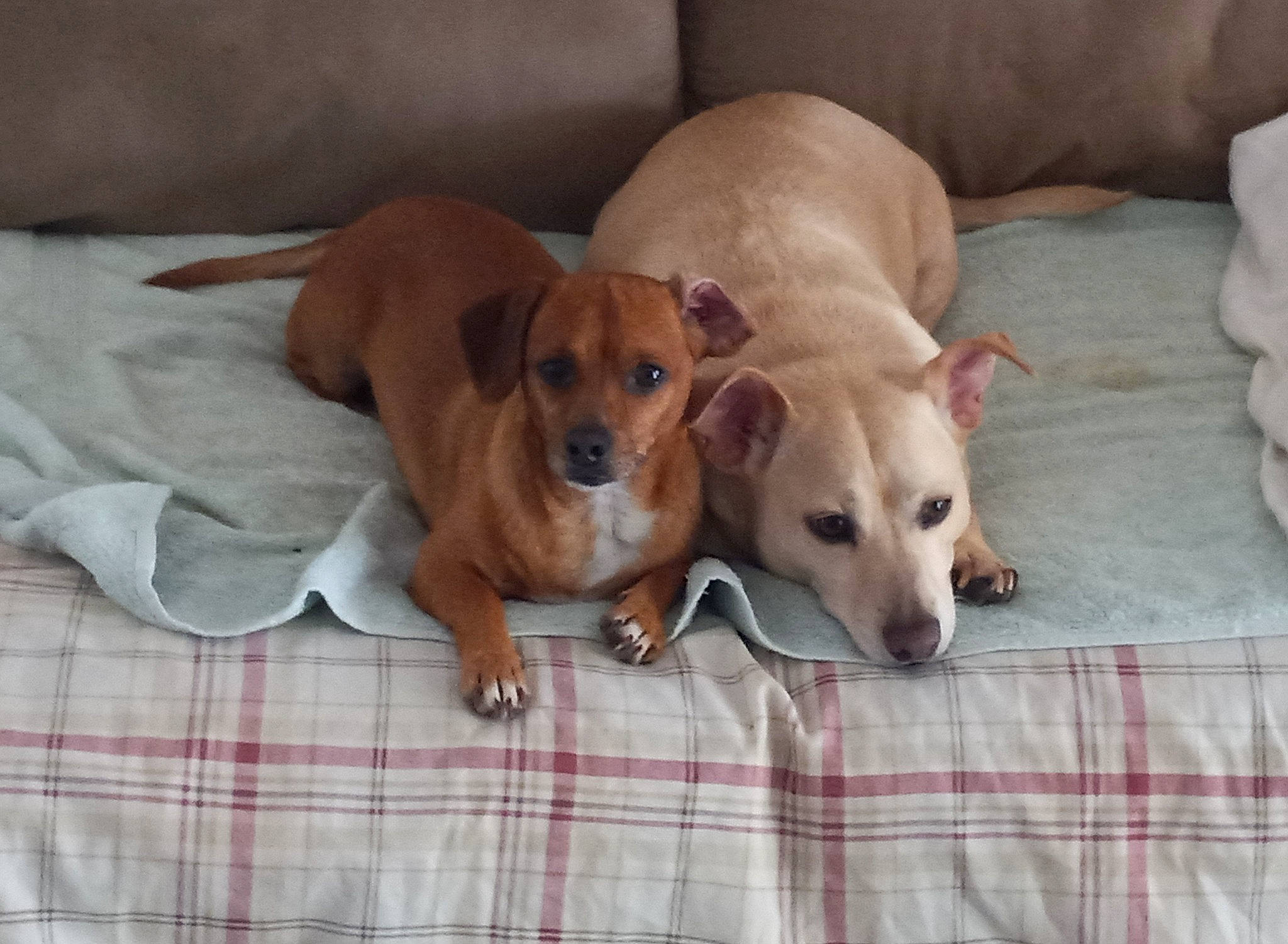 Benny Fiddler is registered to the contest to win money with this photo: canidae, carnivore, comfort, companion_dog, dog, dog_breed, dog_supply, fawn, flooring, hardwood, pattern, paw, pet_supply, plaid, snout, sporting_group, tartan, whiskers, wood, working_animal