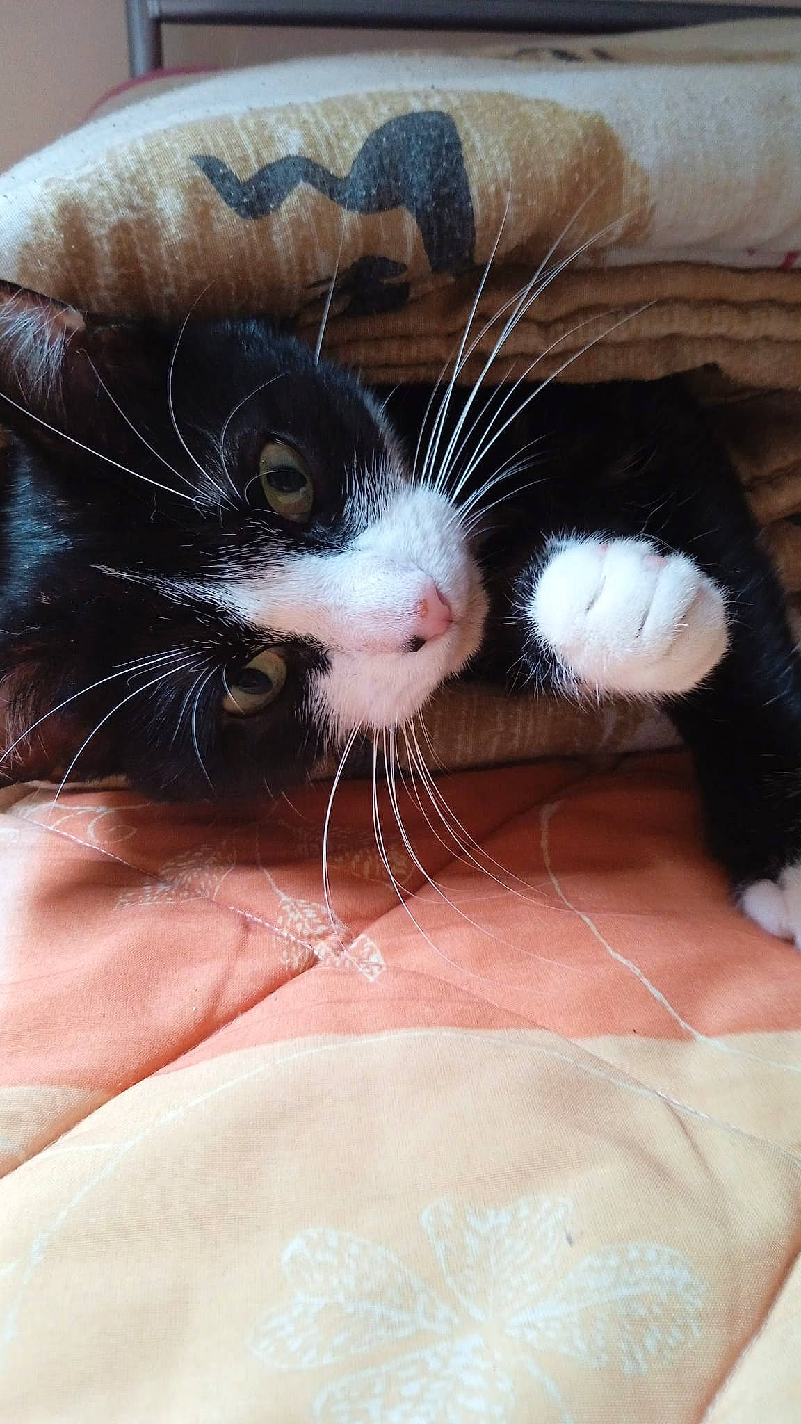 Crapulette a rejoint le concours — aidez-le/la à gagner de superbes lots ! carnivore, cat, comfort, ear, eye, eyelash, fawn, felidae, foot, gesture, hair, head, human_body, iris, jaw, nose, small_to_medium_sized_cats, snout, whiskers, window