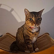Loki participe au concours pour gagner de l'argent avec cette photo : animal, cat, collar, cute, domestic, eyes, feline, fur, furniture, hammock, indoor, pet, shadow, sitting, striped, tabby, texture, wall, whiskers, wood