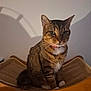 animal, cat, collar, cute, domestic, eyes, feline, fur, furniture, hammock, indoor, pet, shadow, sitting, striped, tabby, texture, wall, whiskers, wood