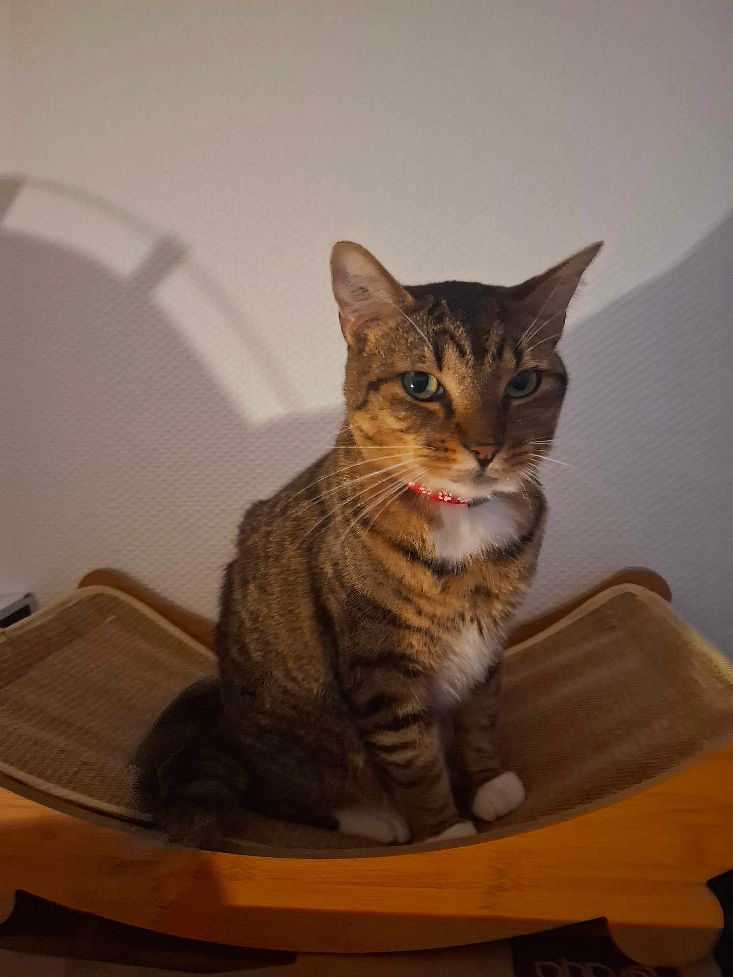 Loki