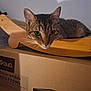 animal, cardboard_box, cat, closeup, cozy, curious, domestic, ears, face, feline, fur, household, indoor, looking, pet, relaxed, resting, tabby, whiskers, wooden_bed