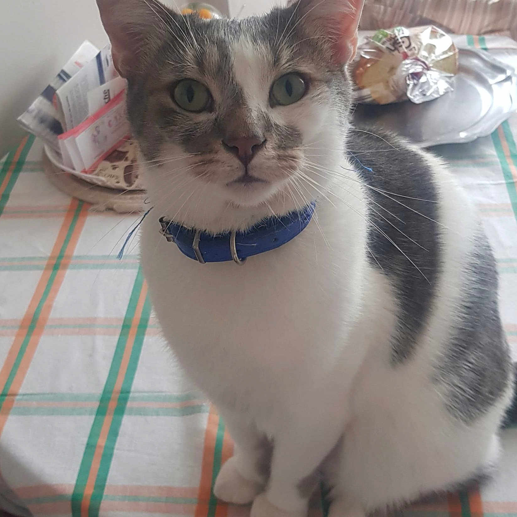 Kiwi Guidara participe au concours pour gagner de l'argent avec cette photo : animal, blue_collar, cat, curious, domestic, ears, eyes, face, feline, fur, gray, household, indoor, pet, sitting, striped, table, tablecloth, whiskers, white