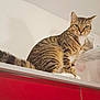 Baki a rejoint le concours — aidez-le/la à gagner de superbes lots ! animal, cabinet, cat, container, curious, domestic_animal, feline, fur, household, indoor, kitchen, looking, pet, red_cabinet, sitting, striped, tabby, tail, whiskers, white_wall