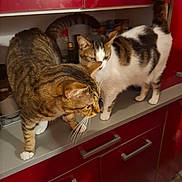 Baki participe au concours pour gagner de l'argent avec cette photo : cabinet, cat, countertop, curious, domestic_animal, exploring, feline, flooring, fur, handles, indoor, kitchen, pet, red_cabinet, standing, tabby_cat, tail_up, two_animals, whiskers, white_cat