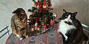 Baki participe au concours pour gagner de l'argent avec cette photo : animal, cat, chair, christmas, christmasdecorations, couch, diningtable, fir, flower, flowerarrangement, furniture, kitten, manx, pet, plant, pottedplant, table, tablecloth, tree, wood