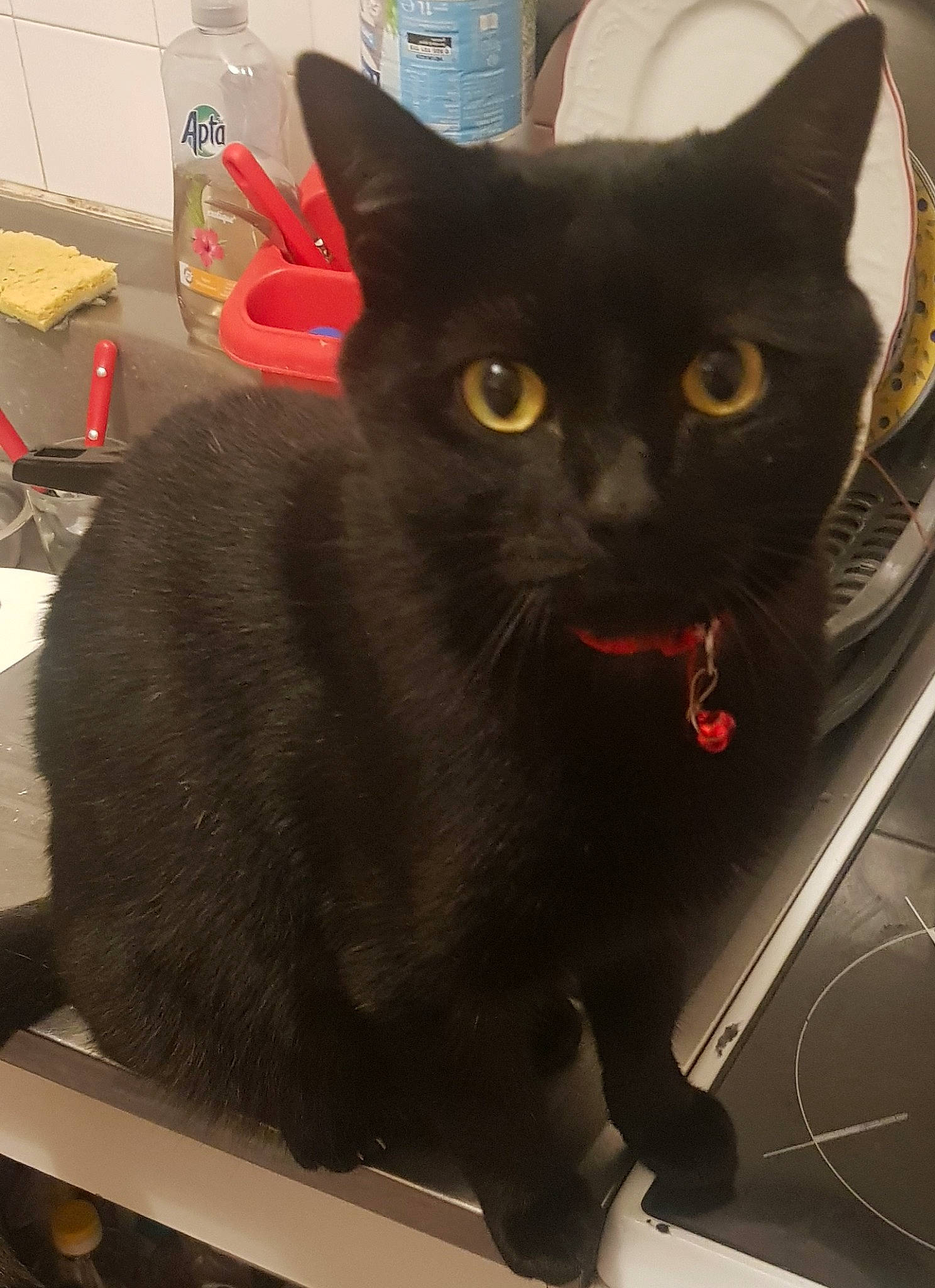 Noopy participe au concours pour gagner de l'argent avec cette photo : black_cat, bombay, box, carnivore, cat, domestic_short_haired_cat, felidae, fur, havana_brown, small_to_medium_sized_cats, snout, tail, terrestrial_animal, whiskers