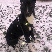 Leika participe au concours pour gagner de l'argent avec cette photo : dog, snow, leash, harness, flower, purple_flower, garden, winter, outdoor, snowfall, black_dog, white_paws, white_chest, sitting, curious, stone_wall, nature, pet, animal, cold