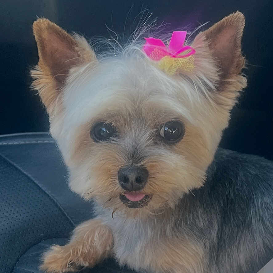 Bella