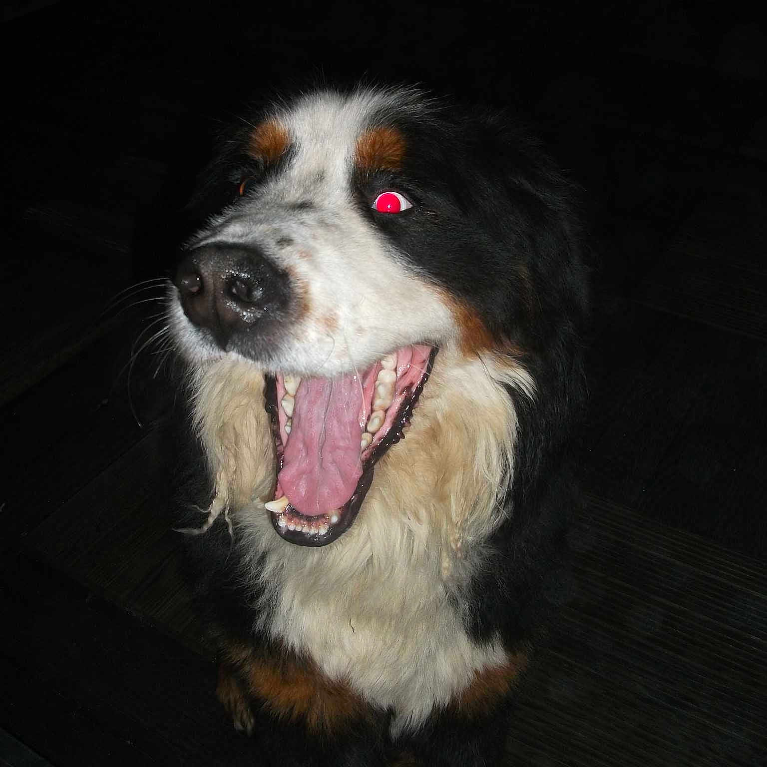 Flamme a rejoint le concours — aidez-le/la à gagner de superbes lots !